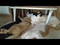 かご猫live配信　211029 のハイライト 15 16 22 15 21 22