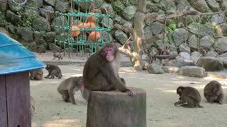 2022/09/25  高崎山自然動物園  Ｃ群