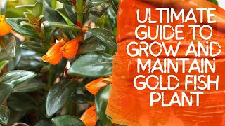 beautiful goldfish plant-tip to grow and maintain gold fish plant