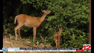 Tennessee to legalize deer baiting on private land starting in 2026