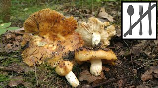 Gołąbek śmierdzący (Russula foetens) Jaworzno 14.06.2018