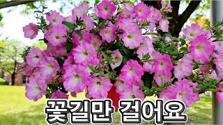 랜선힐링, 꽃길만 걸어요 두뇌힐링 5분 \