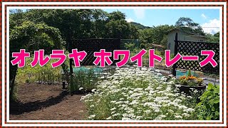 【満開オルラヤ ホワイトレース】2021年6月1日 夏野菜の植えつけも終わり本格的に家庭菜園のスタート【適当ガーデン】