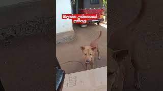 අවසානයේ උඩින් පනින විදිය බලන්න.👍👍👍😁🐕#dogjiku #mydog #trending #dogviral  #shortvideo #jok #happydog