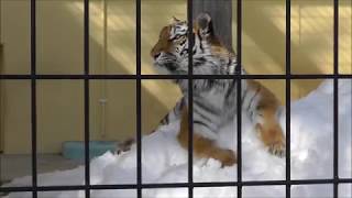 2014年3月1日　釧路市動物園　アムールトラ　ココア１