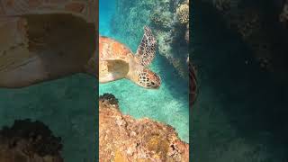 小琉球海龜游 | 高雄 | 海龜 | 綠蠵龜 | Turtle | seaturtle