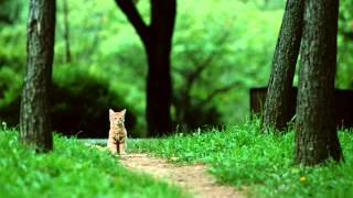 little foxes 4play