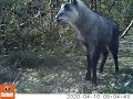 犬山に住む動物たち　「カモシカ」