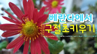 [환희사랑VLOG]베란다에서 빨간구절초가12월에 활짝폈네요 키우는법 알려드려요(주부TV)베란다정원.식물정원