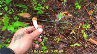 真的是雨越大野生菌就越好捡，各种菌子捡了一大筐，根本捡不完啊