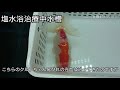 【らんちゅう】今週の様子【３歳 u0026明け２歳】