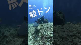 沖縄　ファンダイビング　チービシ諸島・ナガンヌ曽根