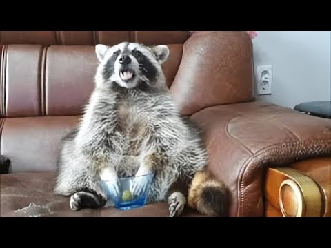 What animals like to eat grapes?