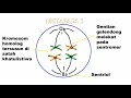 BAB 5 GENETIK, SAINS KSSM TINGKATAN 4, 5.1 PEMBAHAGIAN SEL, MITOSIS & MEIOSIS