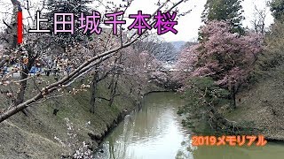 上田城跡千本桜2019