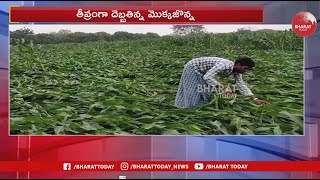 Heavy Rains Jagtial | తీవ్ర పంట నష్టం | Telangana | Farmers demands Bheema for crop | Bharat Today