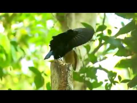 Victoria's Riflebird Dance - YouTube