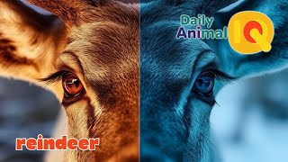 Why Reindeer Eyes Change Color!