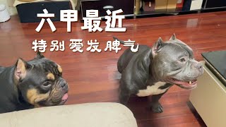 恶霸犬六甲这是怎么了，总是吼老头