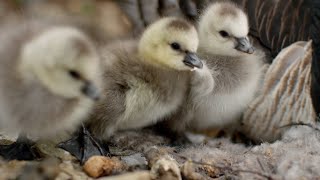 Así son los primeros pasos de una cría de ganso | National Geographic España