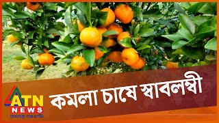 কমলার বাণিজ্যিক চাষে যেভাবে স্বাবলম্বী হচ্ছেন তরুণরা | Orange Cultivation | ATN News