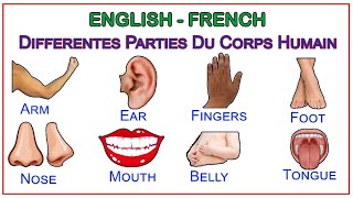 Les Parties du Corps Humain en Anglais pour les Débutants