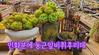 22.11.17.잘생긴 둥근잎비취후리데 민화분에 분갈이해요.