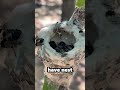 this is a hummingbird nest