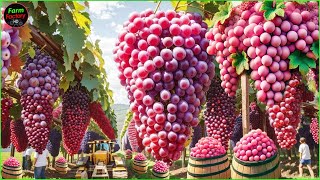 How To Produce Billions Of Vines - Grape Seedlings Production | Harvesting Grape This Way