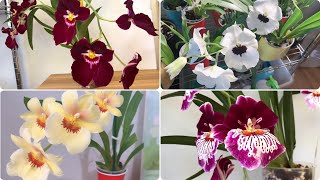 堇花兰养护方法 Miltoniopsis Orchid Care #CareCollab