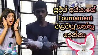 ප්‍රදීප් අයියා Tournament එළවපු Indian 🇮🇳 සත්තු දෙක...🤩🕊️💥 / හොදම ඉන්දියන් සත්තු @petsvlogs299