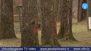 Jēkabpilieši protestē pret plānoto koku zāģēšanu