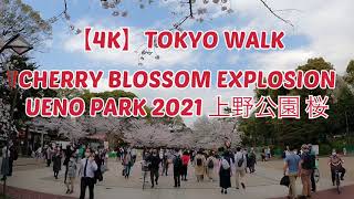 【4K】Tokyo Cherry Blossom Walk - Ueno Park