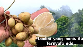 Ternyata Ada Buah Rambai Yang Manis..