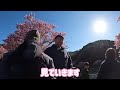 満開の河津桜　伊豆ツーリング