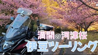 満開の河津桜　伊豆ツーリング