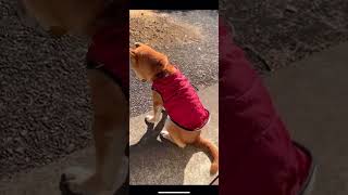 哀愁漂う柴犬🐕 ④ もはや哀愁犬🤣 笑 #柴犬 #かわいい #おもしろ おすすめ shibainu Kawaii shorts dog