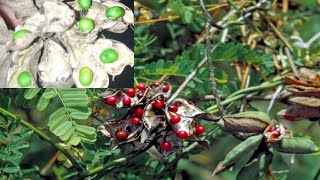 ಕೆಂಪು ಗುಲಗಂಜಿಯ ಉಪಯೋಗಗಳು Red Peels