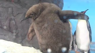 オウサマペンギンひな、モフモフ人気　世界初の人工授精　 鴨川シーワールド