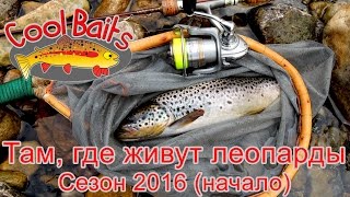 CoolBaits  - Там, где живут леопарды (начало, сезон 2016)