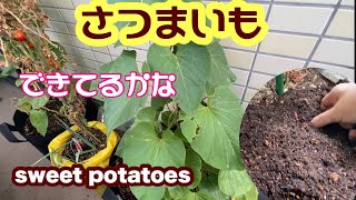 【ベランダ菜園】サツマイモ出来てるかな。　【Balcony Garden】Check how big the sweet potato has grown.