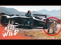 What Happens When A Cheetah Races A Race Car? | Real Wild