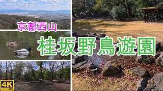 京都西山の桂坂野鳥遊園へ野鳥観察と裏山の散策に行って来ました。