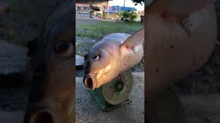 ត្រីត្រសក់ធំ ៣គក - Big Isok barb fish( Probarbus Jullieni)