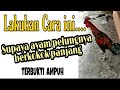 CARA AMPUH SUPAYA AYAM PELUNG BERKOKOK PANJANG | hasil pengalaman berternak