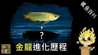 【龍爵士】龍魚百科 金龍進化歷程