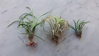 2021 05 26 香港較冷門的空氣鳳梨介紹 Air Plant Tilldansia