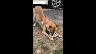 納豆大好きな山陰柴犬サニー