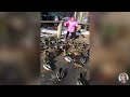 രസകരമായ goose chasing babies compilation വെറും തമാശ