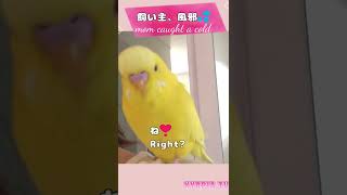 飼い主が病気の時のインコの反応 #shorts ｜Budgerigar worried about mom's illness.